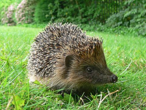 Hedgehog σε πράσινο γρασίδι