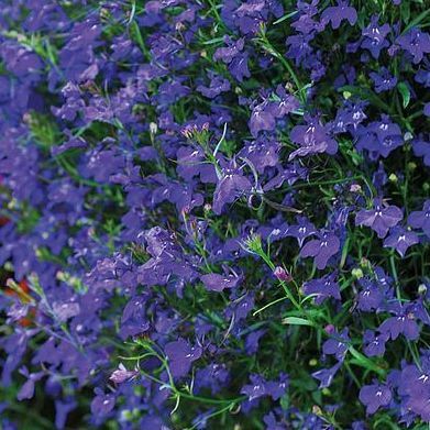 Lobelia pendula 