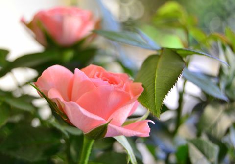 Ροζ τριαντάφυλλα σε άνθιση