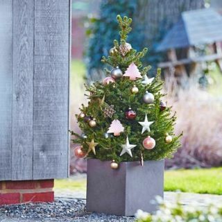 Φρέσκο ​​Χριστουγεννιάτικο Δέντρο - 60-80cm Potted Norway Spruce - Wills Dwarf + ΓΙΑ ΑΜΕΣΗ ΠΑΡΑΔΟΣΗ