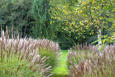 miscanthus κοινώς γνωστό ως ελέφαντας ή ασημένιο γρασίδι και μια σημύδα σε έναν αγγλικό κήπο