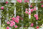 11 Βασικές Συμβουλές για τη δημιουργία ενός Rose Garden