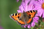 Ο David Attenborough θέλει όλους μας να λάβουμε μέρος στο Big Butterfly Count 2017 αυτό το καλοκαίρι