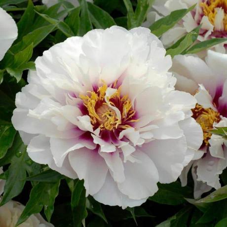 «Cora Louise» Itoh Peony, φυτό 