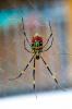 Τι είναι οι Joro Spiders; Οι επιστήμονες αναμένουν ότι θα εισβάλουν στην ανατολική ακτή τα επόμενα χρόνια