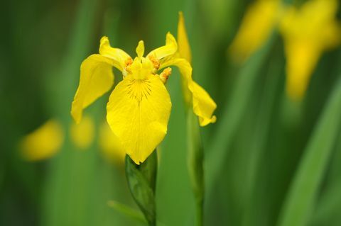 Κίτρινη Ίριδα (Iris pseudacorus)