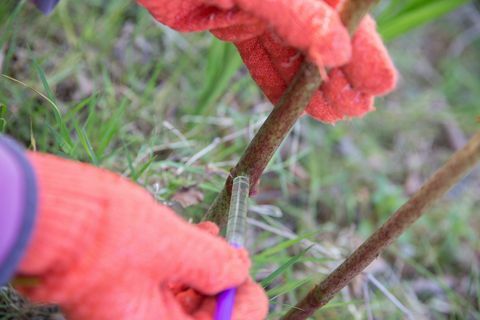 Ιαπωνικά knotweed που εγχέεται με weedkiller για να σκοτώσει τις ρίζες