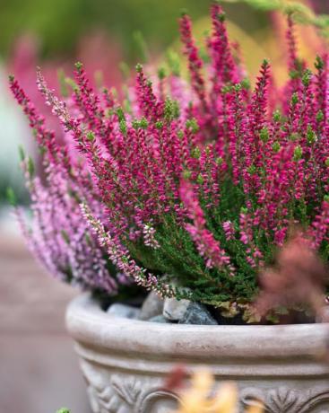 κοινό ρείκι, calluna vulgaris, σε γλάστρα, φθινόπωρο στον κήπο, επιλεκτική εστίαση και ρηχό ντοφ