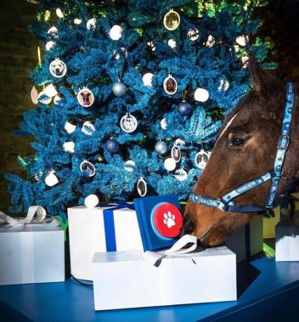 Η φιλανθρωπική οργάνωση Blue Cross εγκαινιάζει το πρώτο χριστουγεννιάτικο δέντρο με το δωρεά του κόσμου