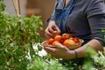 Πώς να διατηρήσετε το τέλειο μπαχαρικό λαχανικών το καλοκαίρι