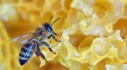 Κρατήστε μια ματιά για τις βασιλικές μέλισσες που κοιμούνται σε σωρούς από φύλλα Αυτή η άνοιξη