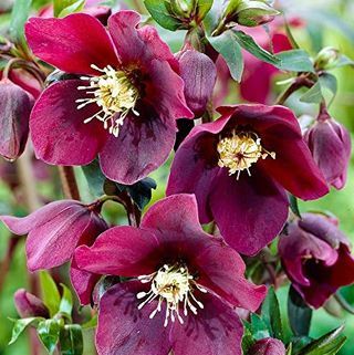 50 σπόροι σπέρματος σπάνιων Helleborus orientalis «Onyx Odyssey»