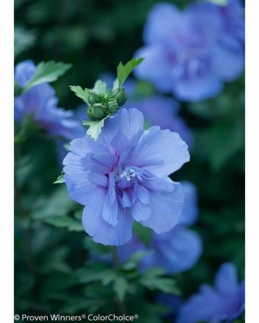Blue Chiffon Rose of Sharon (Ιβίσκος)