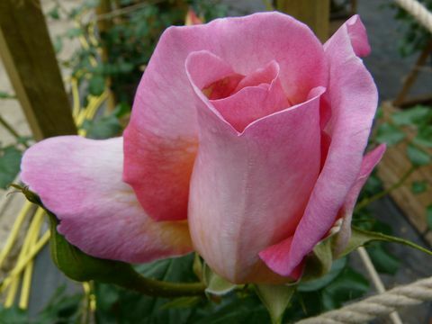 Harkness-Roses-Syrie-Rose