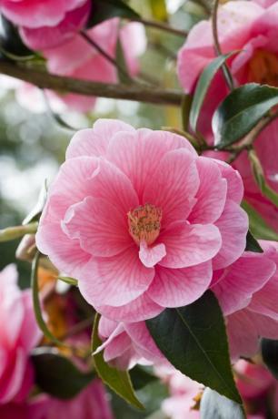 Ροζ ημι-διπλή Camellia (Camellia)