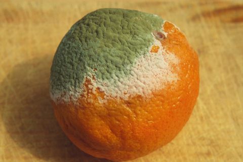 Μύκητας (Penicillium chrysogenum) που αναπτύσσεται σε πορτοκαλί χρώμα, παρουσιάζει λευκό αποστειρωμένο μυκήλιο και μπλε κονιδιακό μυκήλιο.
