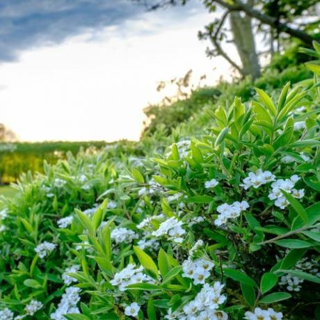 Λευκό θάμνο επιβίβαση σε ένα μεγάλο και καλά διατηρημένο γκαζόν και κήπο στο Cambridgeshire