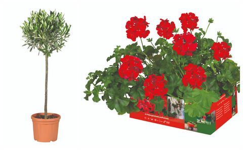 Το ελαιόδενδρο Lidl και το Pelargonium peltatum