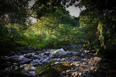 Όμορφα δάση στο Ηνωμένο Βασίλειο για να δοκιμάσετε κολύμβηση δασών
