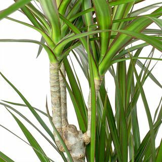 Dracaena marginata με κόκκινη άκρη