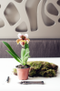 Orchid kokedamas: πώς να δημιουργήσετε κομψότητα στην τάση στο σπίτι σας