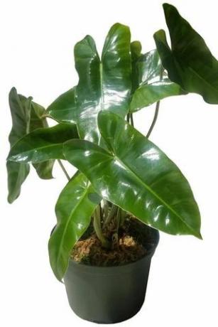 «Burle Marx» Philodendron 