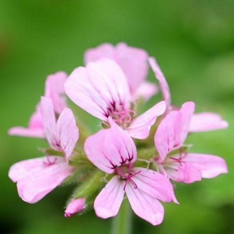 Pelargonium 