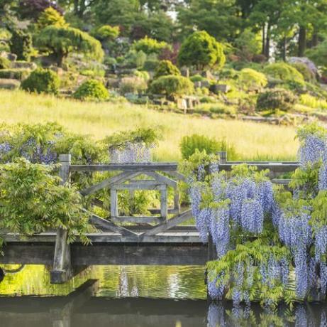 wisteria στον κήπο rhs wisley