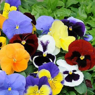 Μίξη Pansy 'Most Scented'