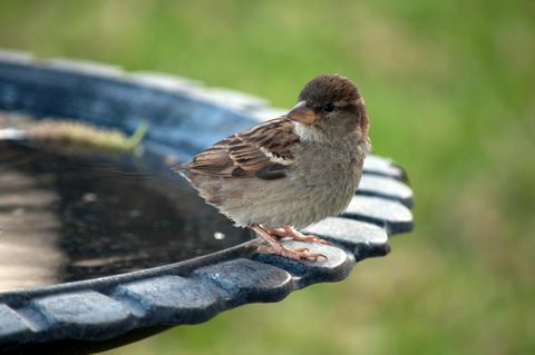 Πουλί σε ένα Birdbath