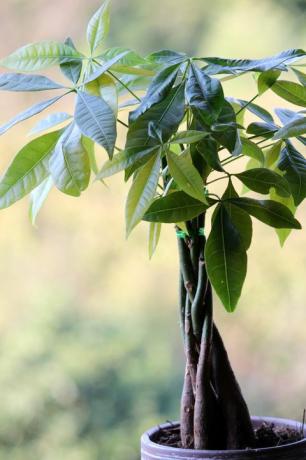 Pachira aquatica ή δέντρο χρήματος