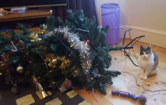 Πώς να κρατήσει την γάτα σας από το αναρριχητικό χριστουγεννιάτικο δέντρο σας