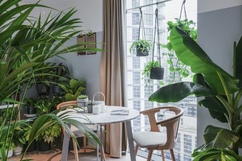 houseplant-hotel-leman-locke-east-london