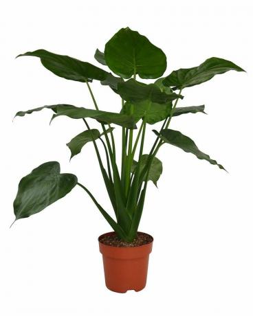 Φυτό εσωτερικού χώρου Alocasia Cuculata