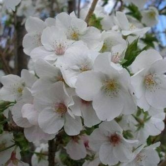 Prunus Snow Goose Flowering Cherry Tree