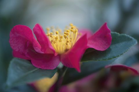 Βαθύ ροζ Camellia λουλούδι