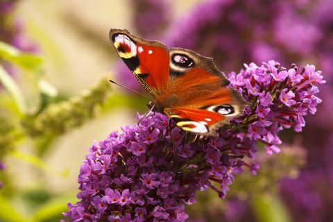 Peacock πεταλούδα που τρέφονται με Buddleia στο Calver κήπο μου, Peak District Εθνικό Πάρκο, Derbyshire