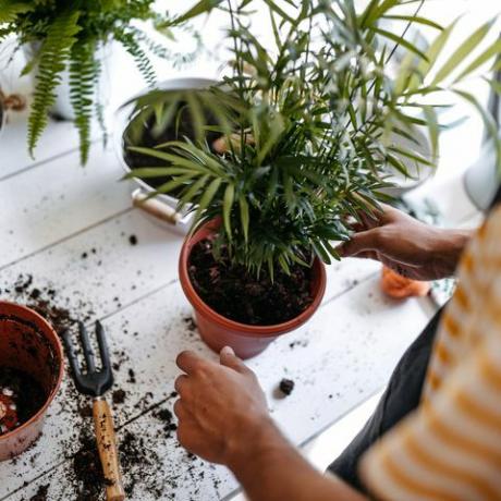 νεαρός επιχειρηματίας που μεταμοσχεύει φυτά στο ανθοπωλείο, φορώντας ποδιά, χρησιμοποιώντας εργαλεία κηπουρικής