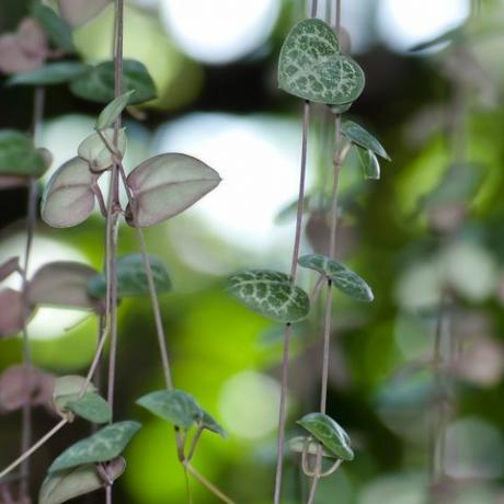 σειρά από καρδιές φυτό ceropegia woodii