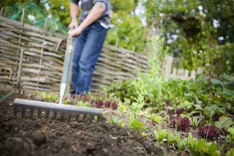 Κηπουρός που χρησιμοποιεί μεταλλικό γκανιότα για να εξομαλύνει ένα κενό από γη σε ένα ανυψωμένο κρεβάτι σε έναν κήπο λαχανικών πριν από τη φύτευση νέων σπόρων.