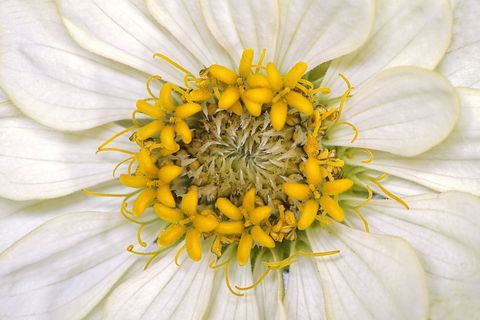 Zinnia elegans zahara 'λευκό' λουλούδι