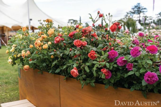 Ντέιβιντ Όστιν, εγκατάσταση ουράνιου τόξου τριαντάφυλλων, επίδειξη λουλουδιών στο παλάτι rhs hampton court, Ιούλιος 2021
