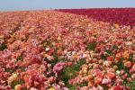 Πεδία Ranunculus Ranch της περιοχής Carlsbad