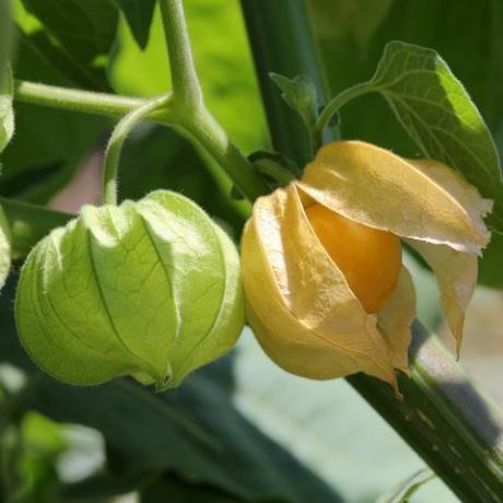 κατανομή, ακρωτήρι φραγκοστάφυλο, φρούτο physalis, υπαίθριο, φαγητό