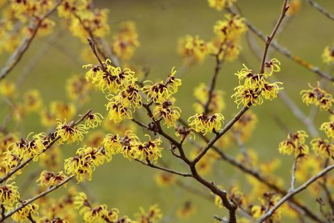 Blooming μάγισσα Hazel -Hamamelis intermedia