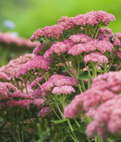 sedum φθινοπωρινή χαρά "herbstfreude"