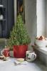 Η Waitrose πωλεί Mini Χριστουγεννιάτικα Δέντρα Δεντρολίβανο για φαγητό και διακόσμηση