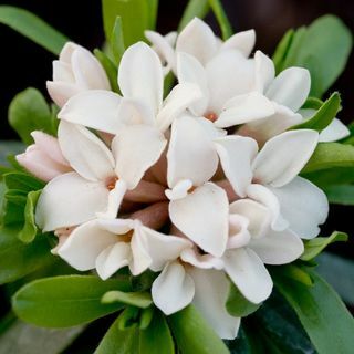 Daphne × transatlantica Eternal Fragrance («Blafra»)
