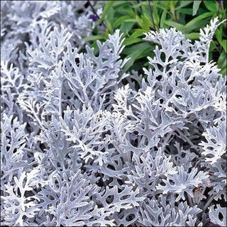 Cineraria Dusty Miller Plant Seeds 200 + Σπόροι