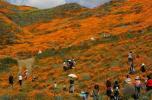 Χιλιάδες τουρίστες επισκέπτονται αυτήν την πόλη της Καλιφόρνιας για να δουν σπάνια εμφάνιση "super bloom"